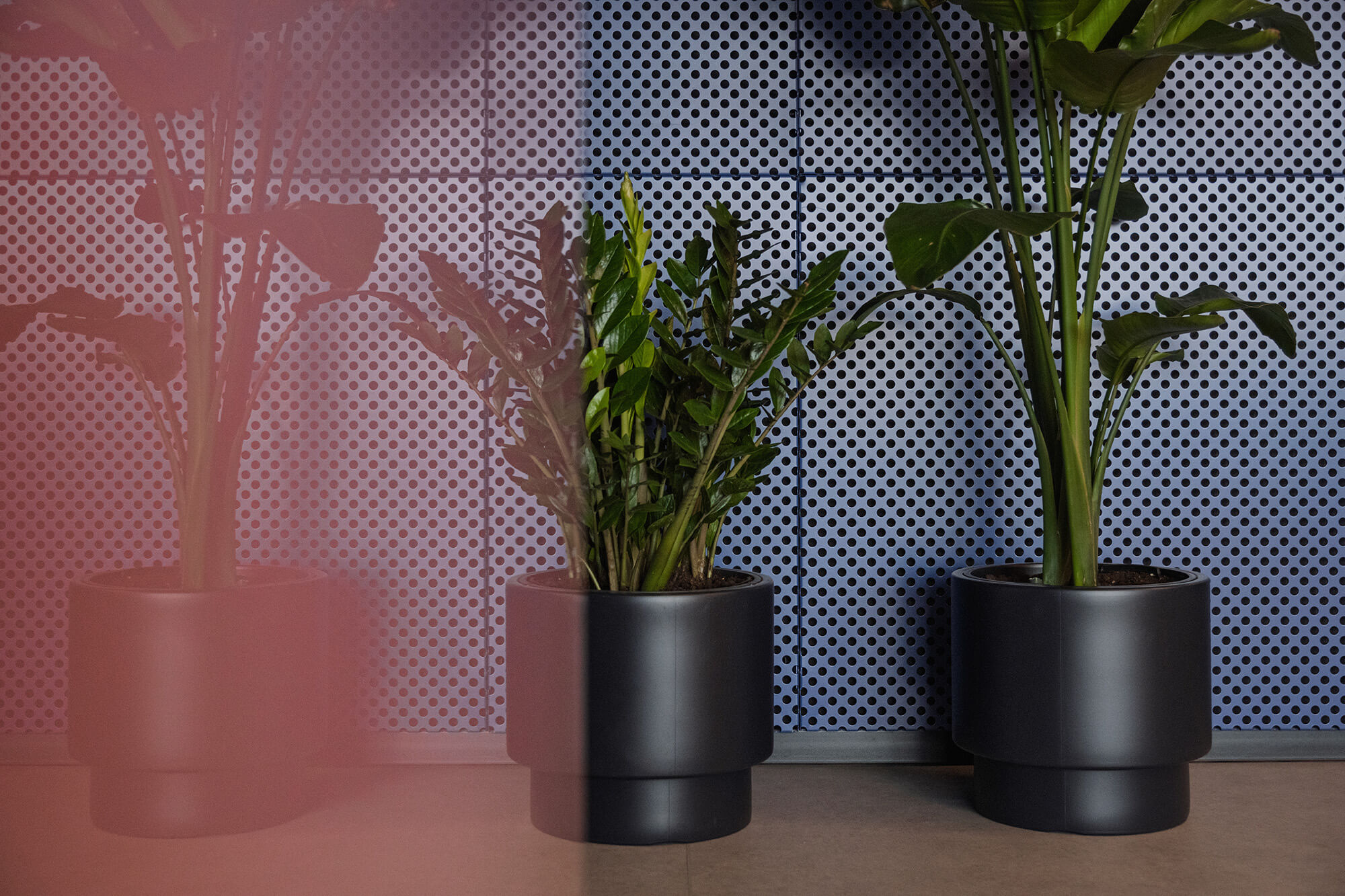 Trzy rośliny doniczkowe w czarnych donicach na tle perforowanej ściany.