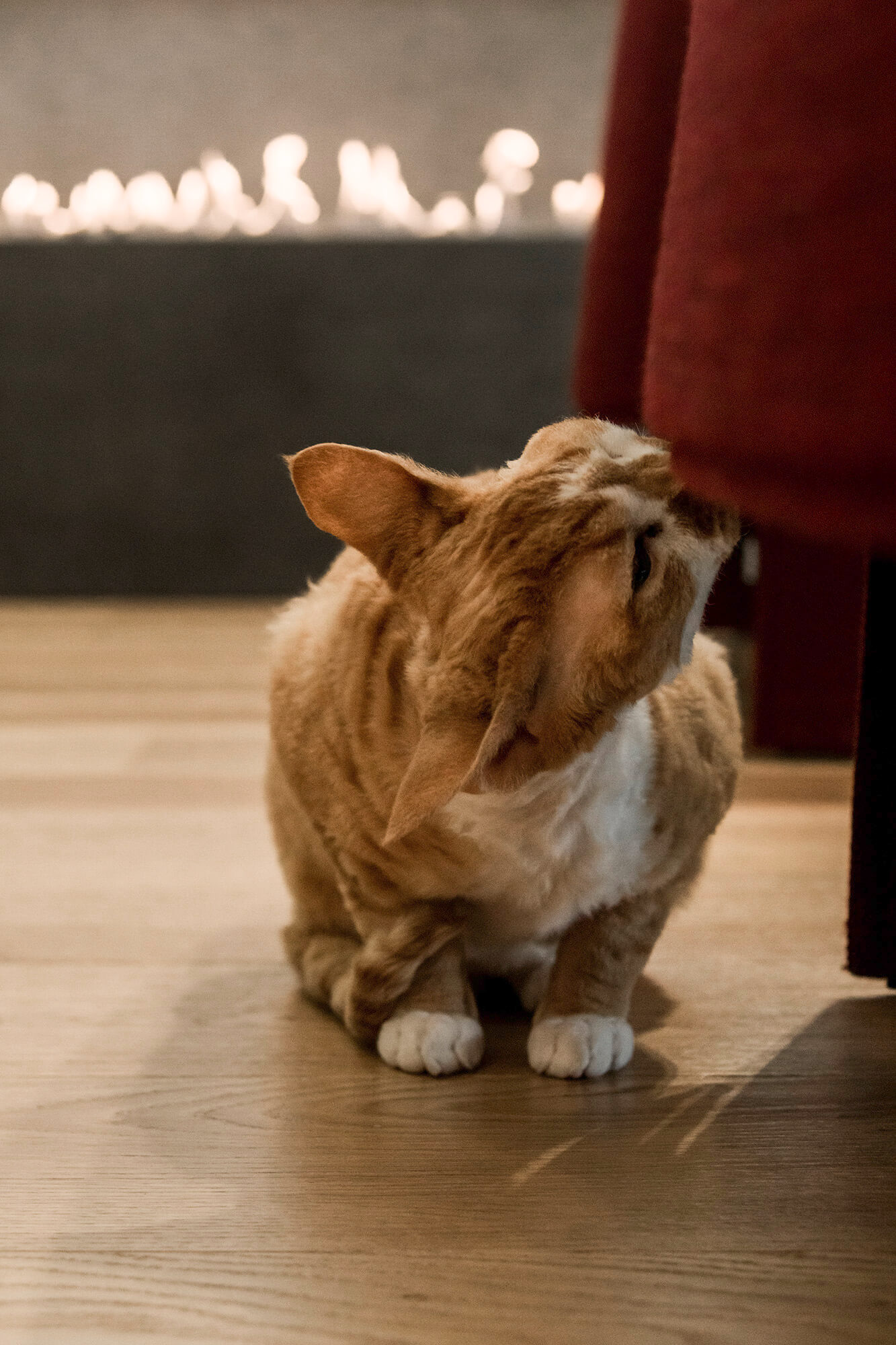 Rudy kot ociera się o krzesło przy kominku.