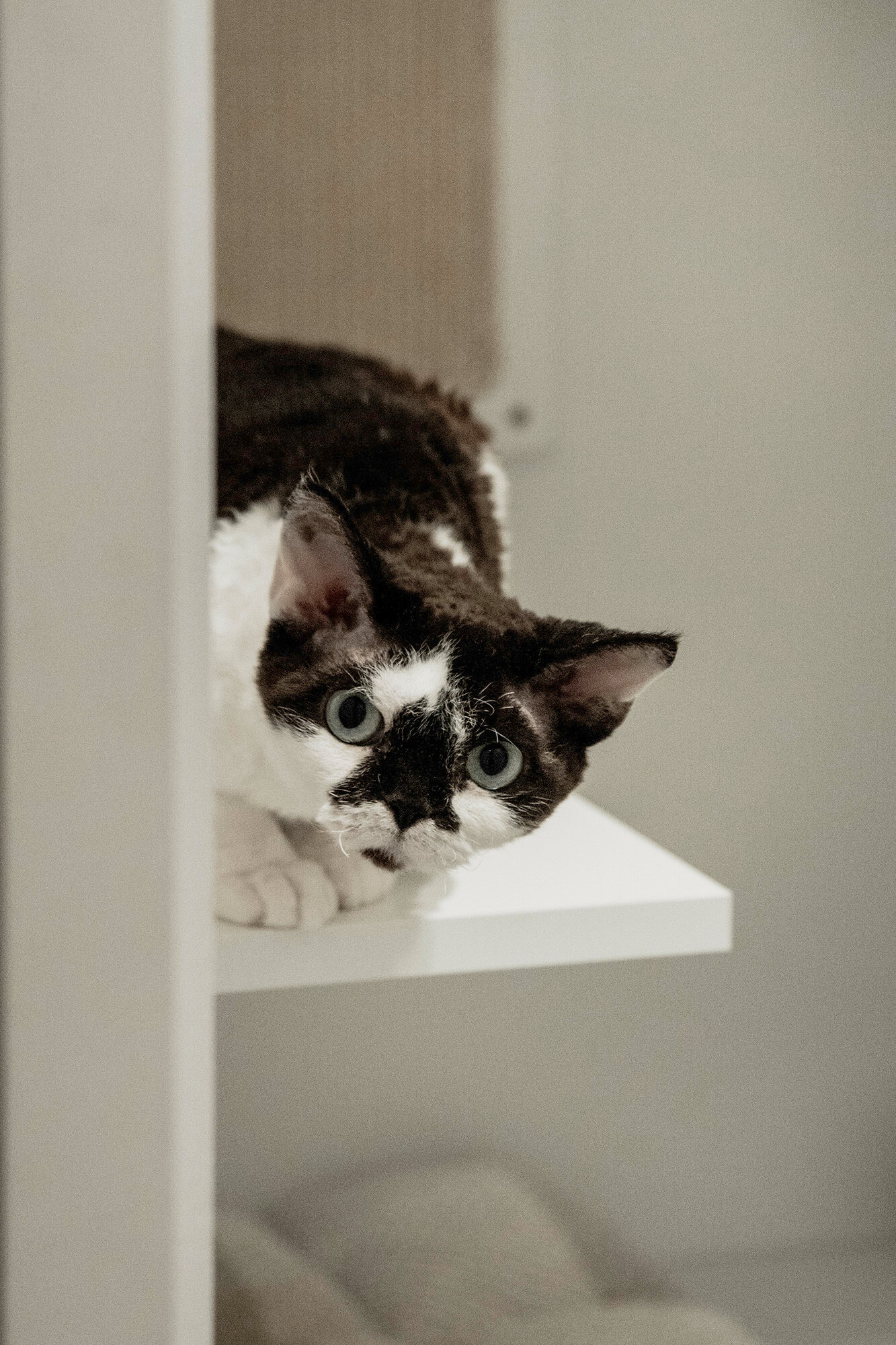 Czarno-biały kot Devon Rex spogląda z półki.